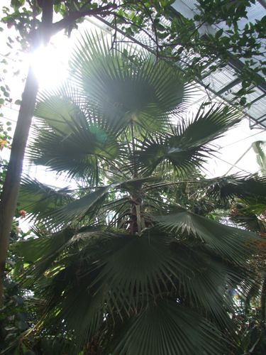 Palmička z Afriky :-)