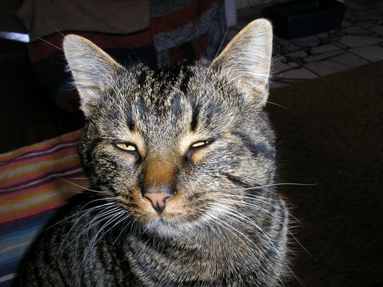 Náš miláček z Oravy